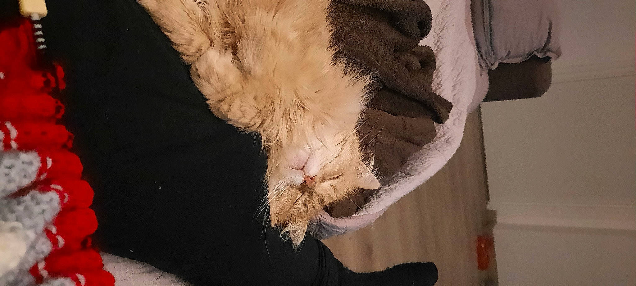 Clémentine participe au concours pour gagner de l'argent avec cette photo : canidae, carnivore, cat, claw, comfort, domestic_short_haired_cat, ear, fang, fawn, felidae, foot, fur, gesture, human_leg, paw, small_to_medium_sized_cats, snout, sporting_group, tail, whiskers