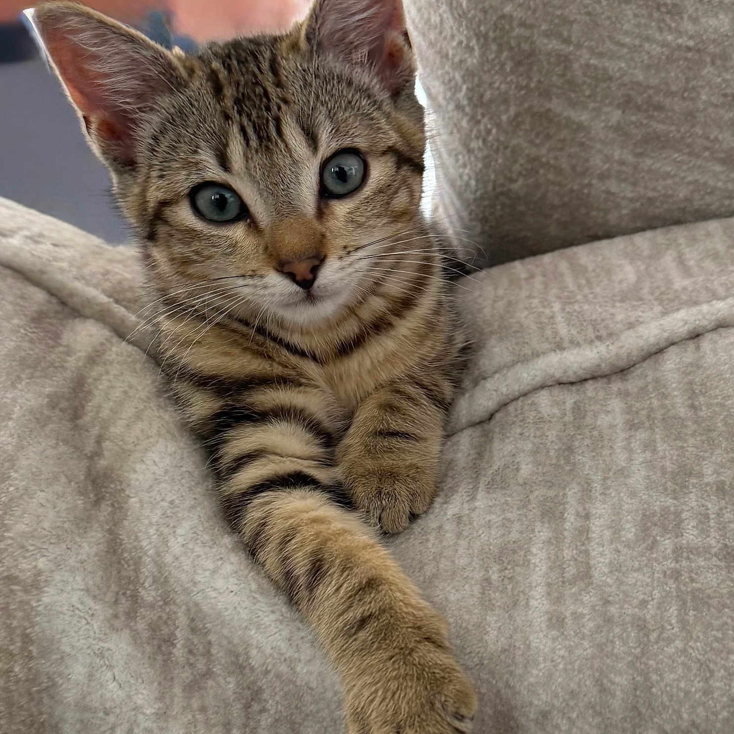 Tigre joined the competition — help win amazing prizes! abyssinian, animal, blanket, cat, couch, egyptiancat, furniture, kitten, manx, pet