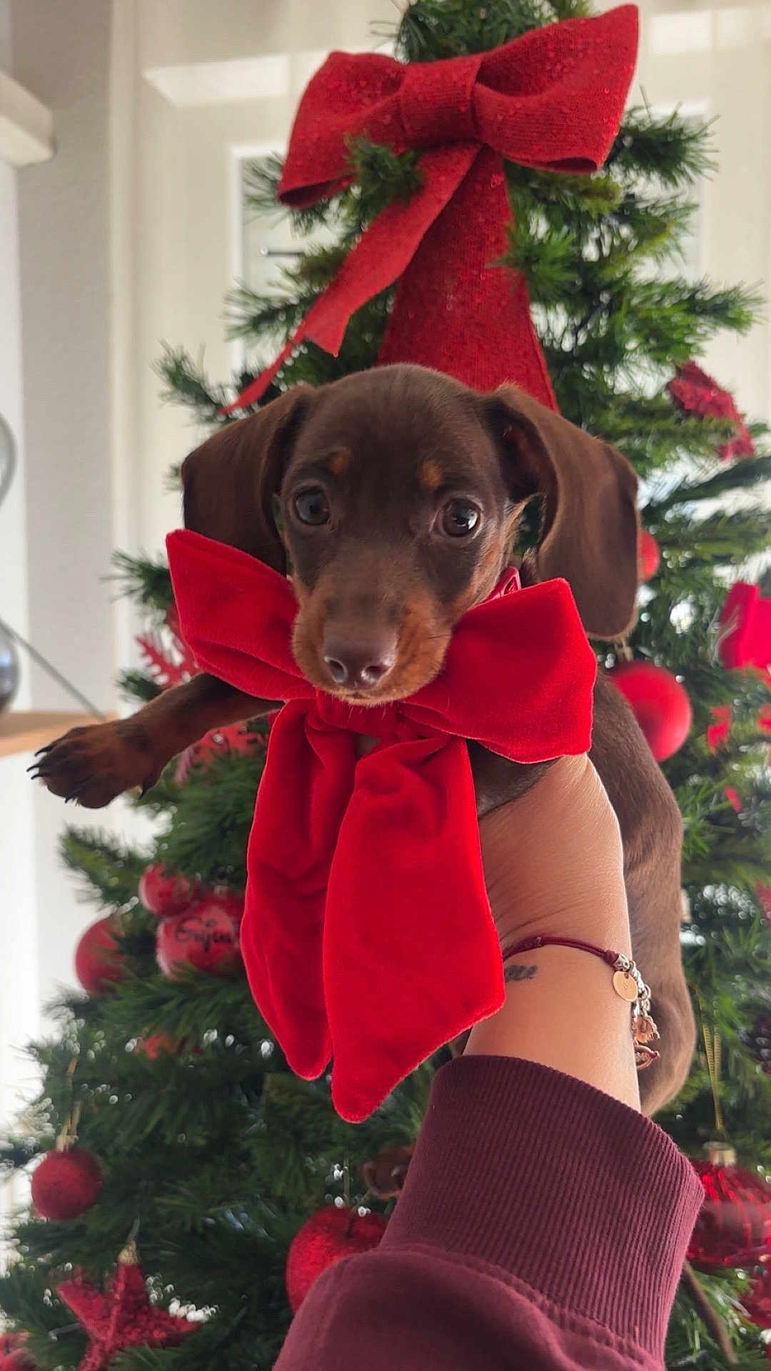 Gina participe au concours pour gagner de l'argent avec cette photo : puppy, dog, brown_dog, red_bow, christmas_tree, holiday_decor, ornaments, pine_tree, hand, bracelet, indoor, festive, cute, pet, animal, closeup, decorations, christmas, celebration, seasonal