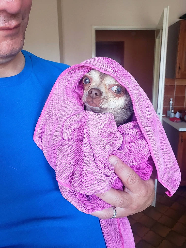 Billy participe au concours pour gagner de l'argent avec cette photo : beard, canidae, carnivore, comfort, companion_dog, dog, dog_breed, dog_clothes, dog_supply, ear, fawn, fur, magenta, pink, purple, sleeve, snout, sporting_group, toy, toy_dog