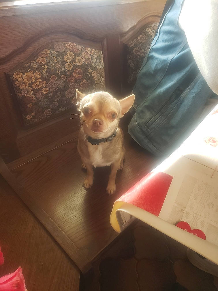 Billy participe au concours pour gagner de l'argent avec cette photo : carnivore, chair, chihuahua, comfort, companion_dog, couch, dog, dog_breed, fawn, felidae, floor, flooring, fur, small_to_medium_sized_cats, sporting_group, tail, toy_dog, whiskers, wood, working_animal