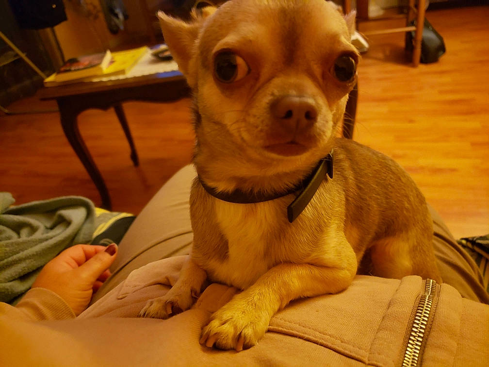 Billy participe au concours pour gagner de l'argent avec cette photo : canidae, carnivore, chair, chihuahua, comfort, companion_dog, dog, dog_breed, ear, fawn, fur, liver, snout, sporting_group, sunglasses, terrestrial_animal, toy_dog, whiskers, wood, working_animal