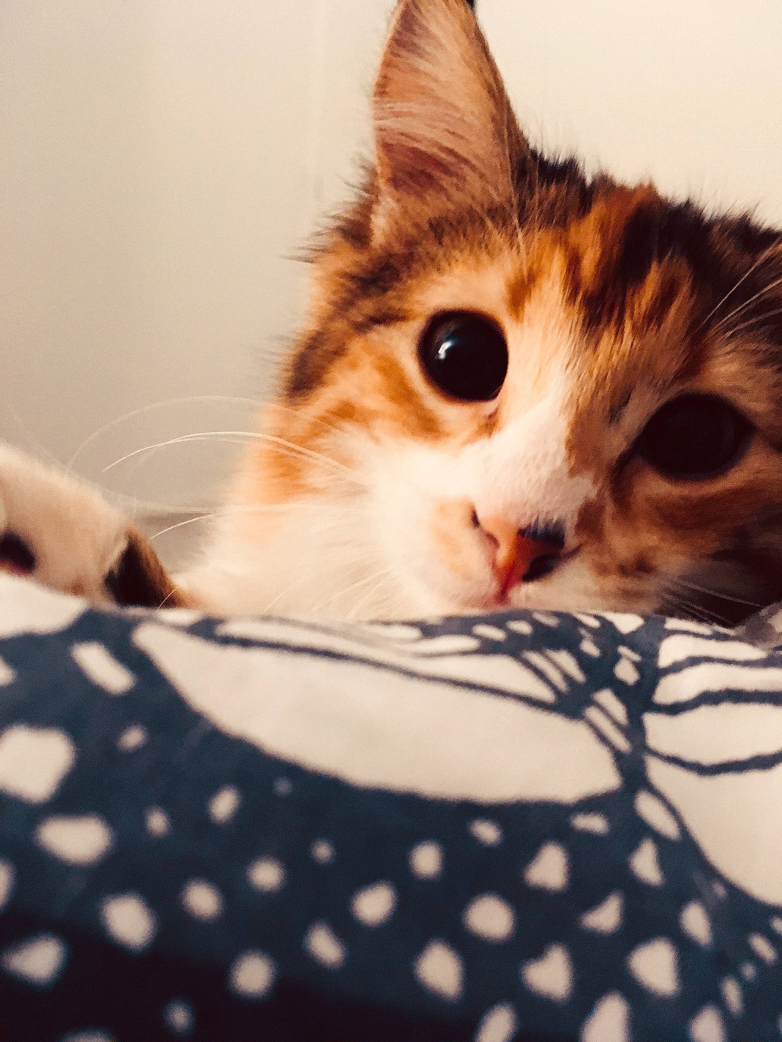 Toska a rejoint le concours — aidez-le/la à gagner de superbes lots ! aegean_cat, american_shorthair, american_wirehair, asian, carnivore, cat, close_up, domestic_short_haired_cat, ear, european_shorthair, eye, felidae, fur, kitten, nose, singapura, skin, small_to_medium_sized_cats, textile, whiskers