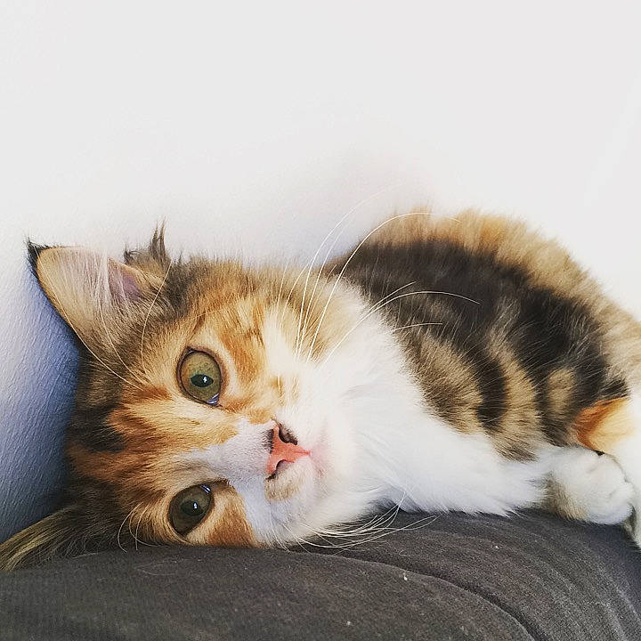 Toska participe au concours pour gagner de l'argent avec cette photo : aegean_cat, american_shorthair, american_wirehair, asian, british_semi_longhair, carnivore, cat, domestic_short_haired_cat, european_shorthair, eye, fawn, felidae, fur, kitten, mammal, paw, polydactyl_cat, small_to_medium_sized_cats, tabby_cat, whiskers