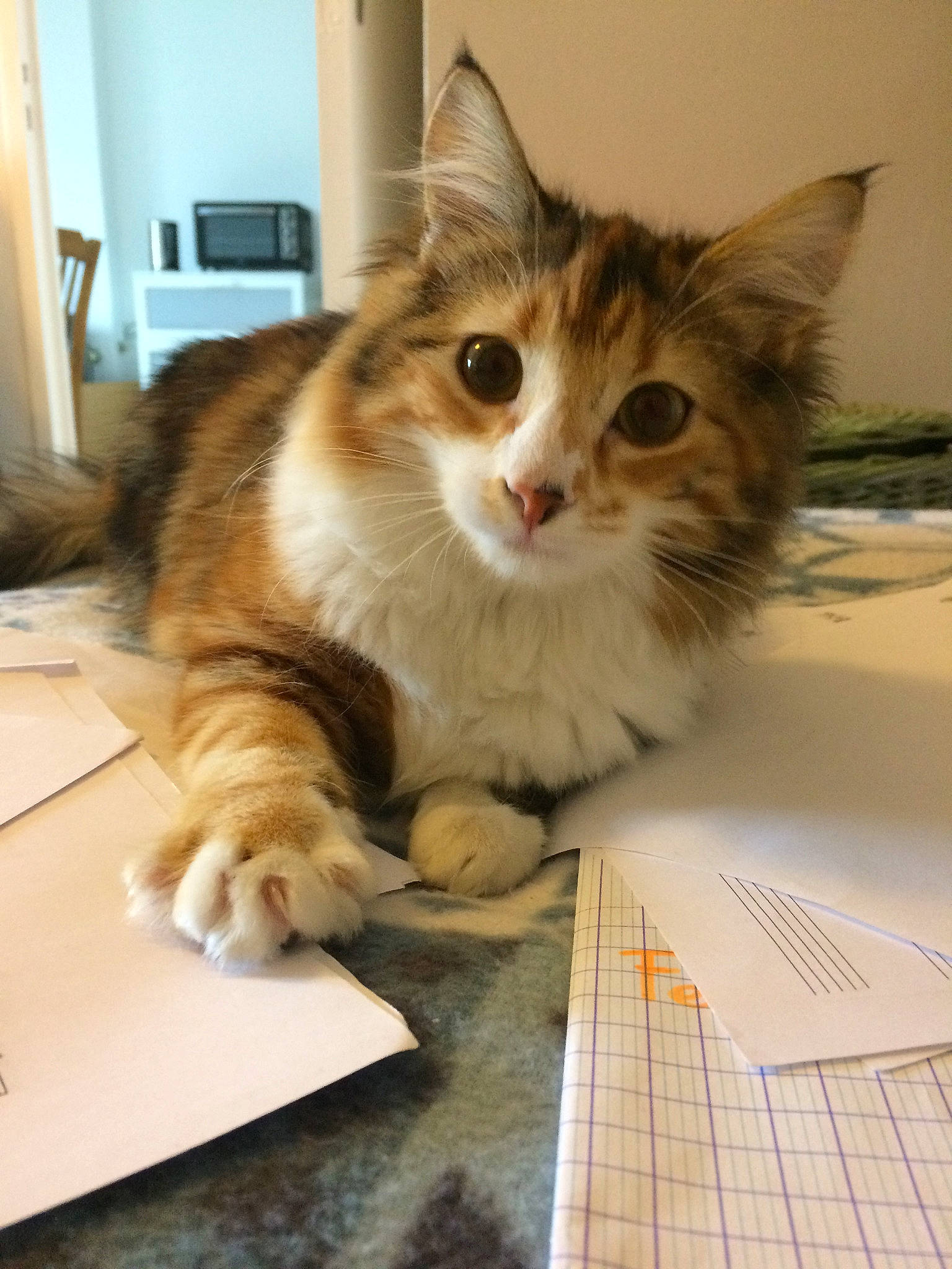 Toska a rejoint le concours — aidez-le/la à gagner de superbes lots ! aegean_cat, asian, british_semi_longhair, carnivore, cat, domestic_long_haired_cat, domestic_short_haired_cat, european_shorthair, fawn, felidae, fur, kitten, maine_coon, mammal, norwegian_forest_cat, ragamuffin, siberian, small_to_medium_sized_cats, tabby_cat, whiskers