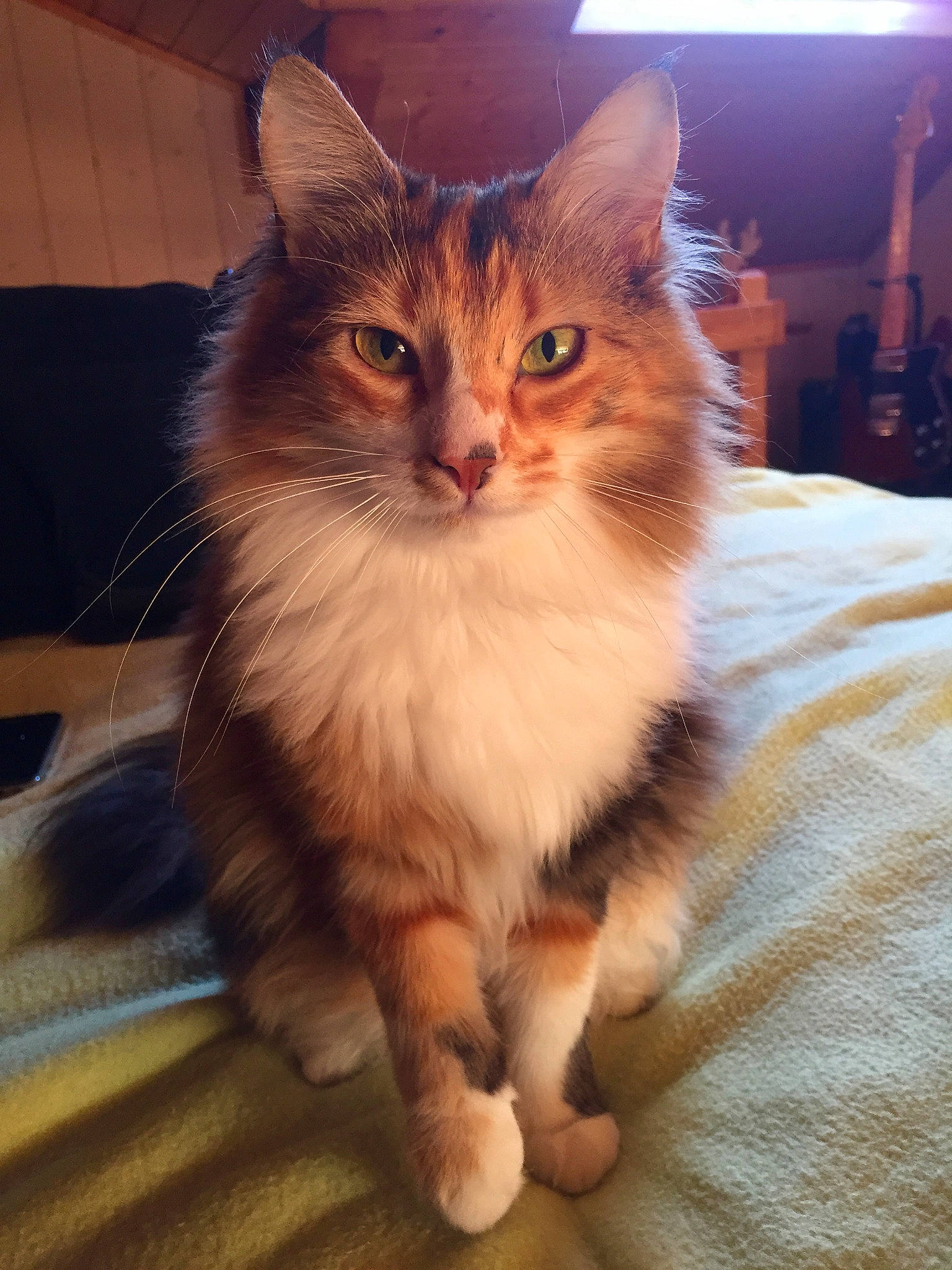 Toska participe au concours pour gagner de l'argent avec cette photo : american_curl, asian_semi_longhair, british_semi_longhair, carnivore, cat, cymric, domestic_long_haired_cat, felidae, fur, kitten, kurilian_bobtail, maine_coon, mammal, norwegian_forest_cat, ragamuffin, siberian, small_to_medium_sized_cats, somali, vertebrate, whiskers