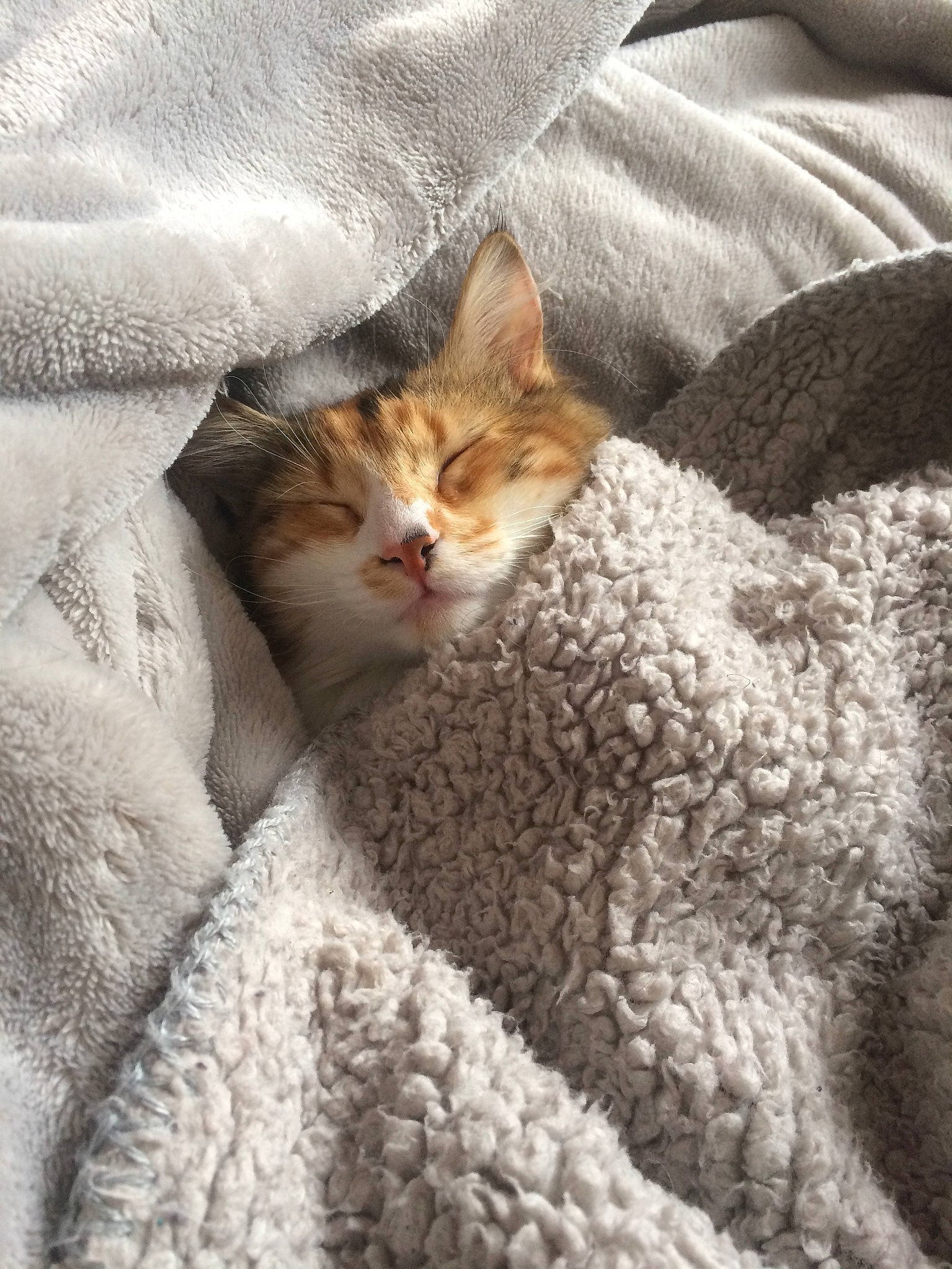 Toska participe au concours pour gagner de l'argent avec cette photo : aegean_cat, american_wirehair, asian, australian_mist, blanket, carnivore, cat, domestic_short_haired_cat, european_shorthair, fawn, felidae, fur, kitten, singapura, small_to_medium_sized_cats, tabby_cat, whiskers