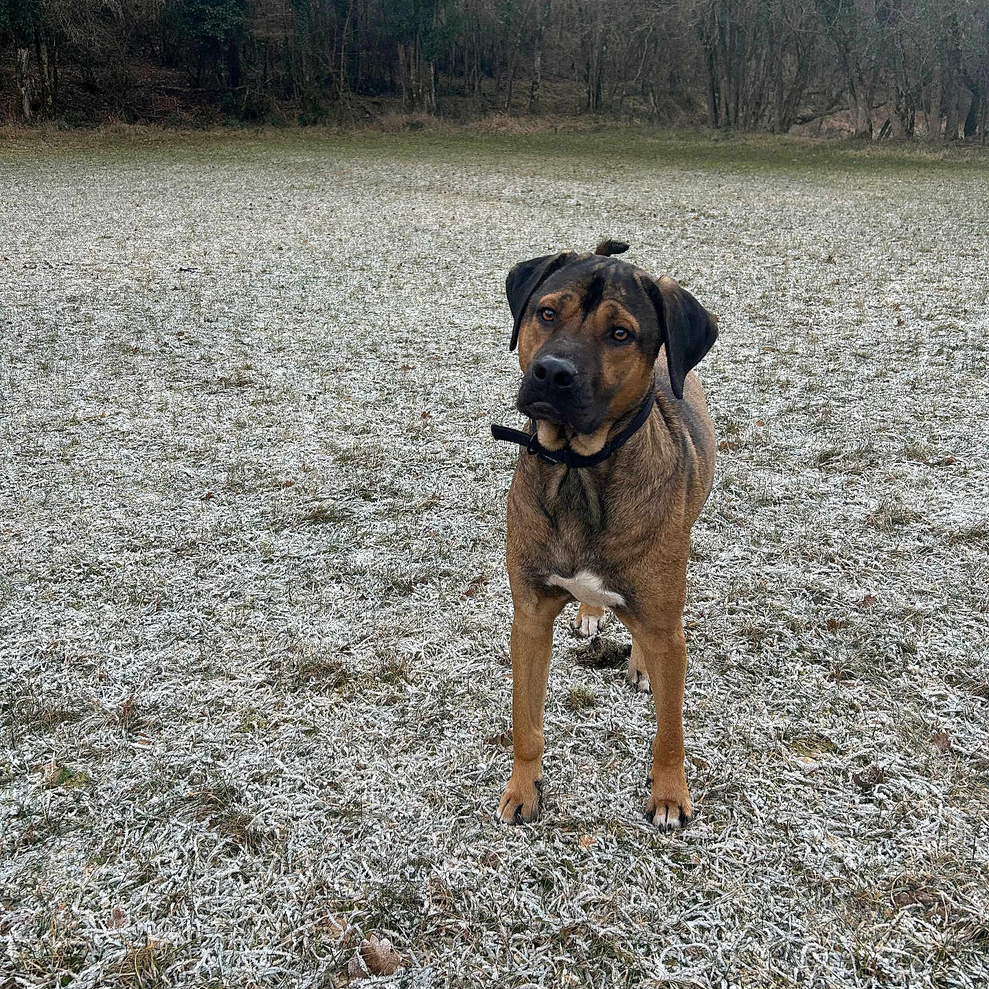 Senshi participe au concours pour gagner de l'argent avec cette photo : animal, brown, canine, cold, collar, curious, daytime, dog, field, forest, frost, grass, mammal, nature, outdoor, pet, seasonal, standing, trees, winter