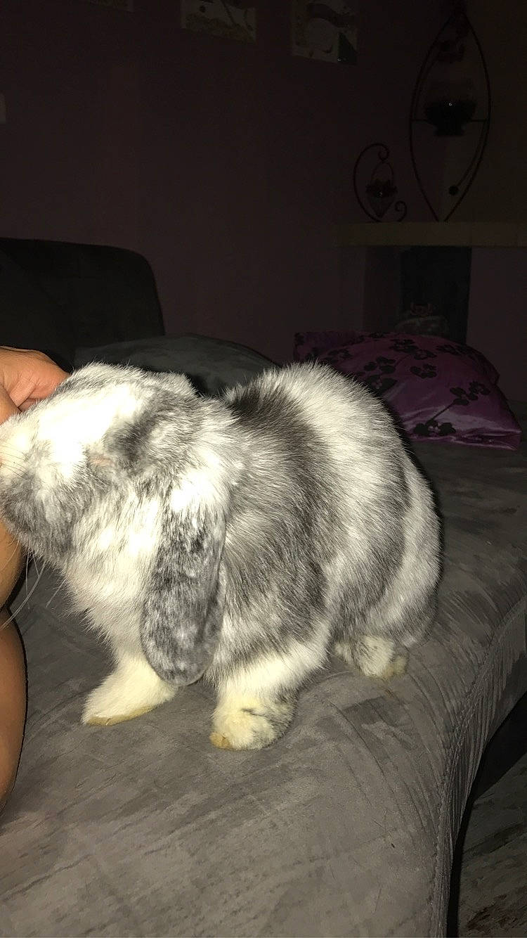 Cookie participe au concours pour gagner de l'argent avec cette photo : canidae, carnivore, dog_breed, domestic_rabbit, ear, rabbit, rabbits_and_hares