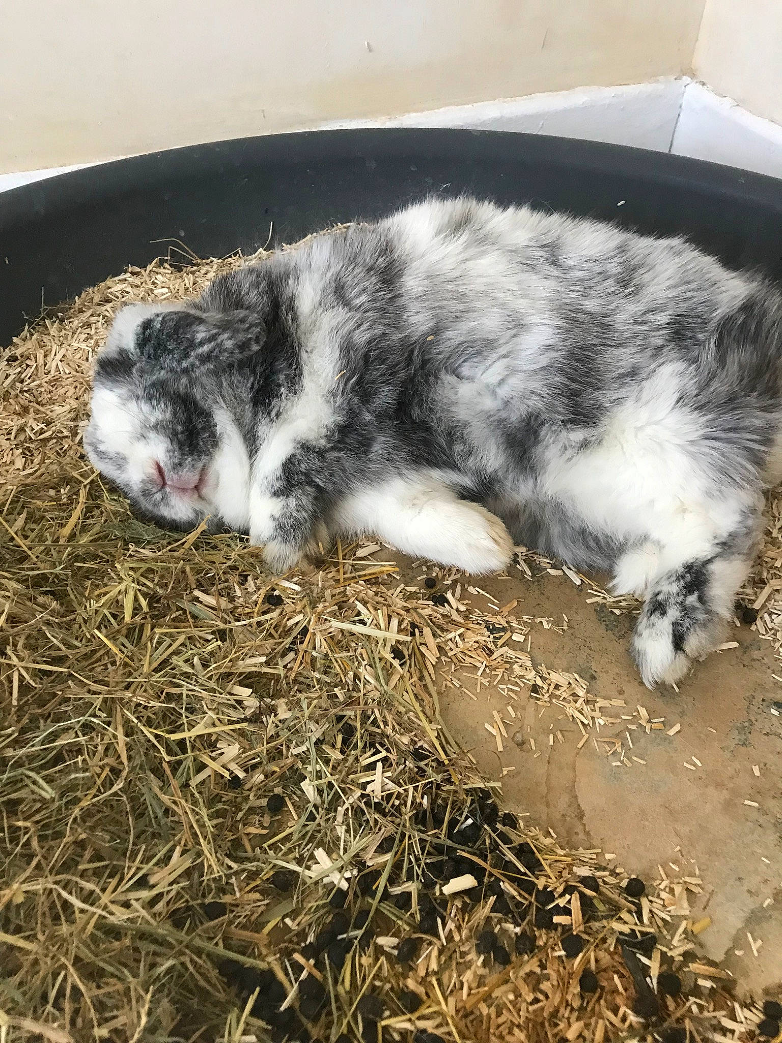 Cookie participe au concours pour gagner de l'argent avec cette photo : canidae, domestic_rabbit, miniature_australian_shepherd, rabbit, rabbits_and_hares