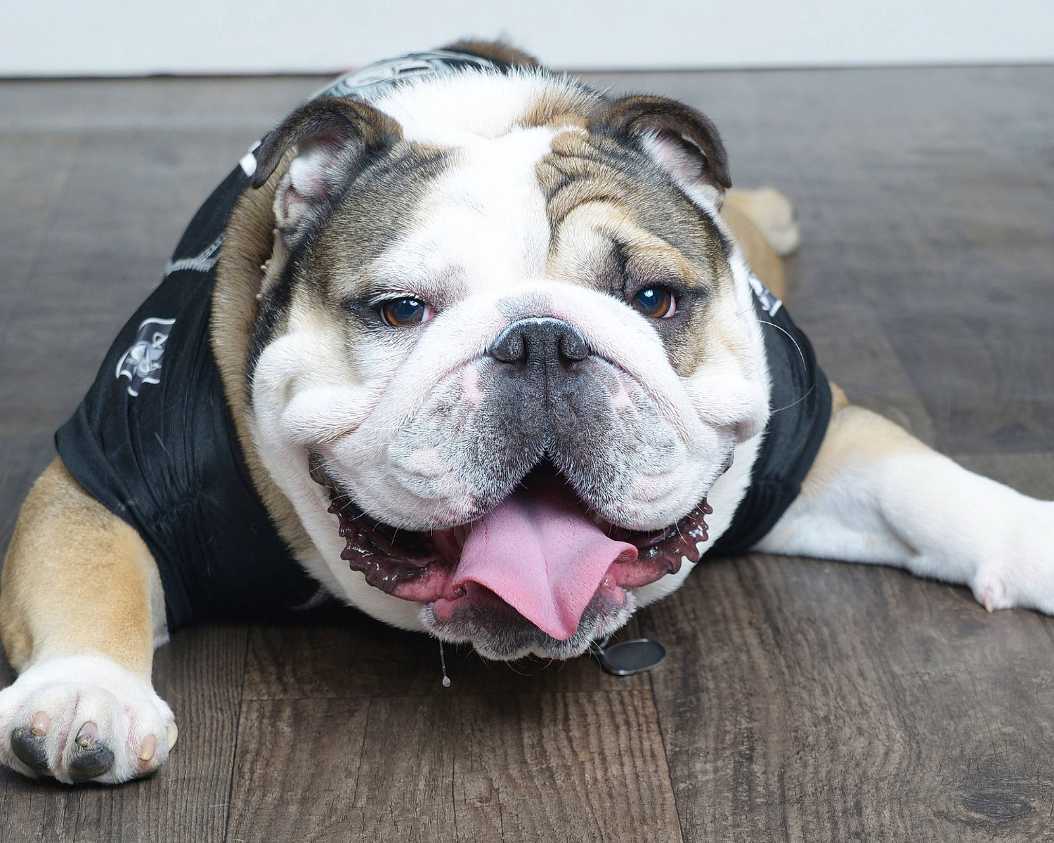 Boe is registered to the contest to win money with this photo: bulldog, canidae, carnivore, collar, companion_dog, dog, dog_breed, dog_collar, fawn, non_sporting_group, old_english_bulldog, paw, snout, sporting_group, terrestrial_animal, whiskers, working_animal, wrinkle