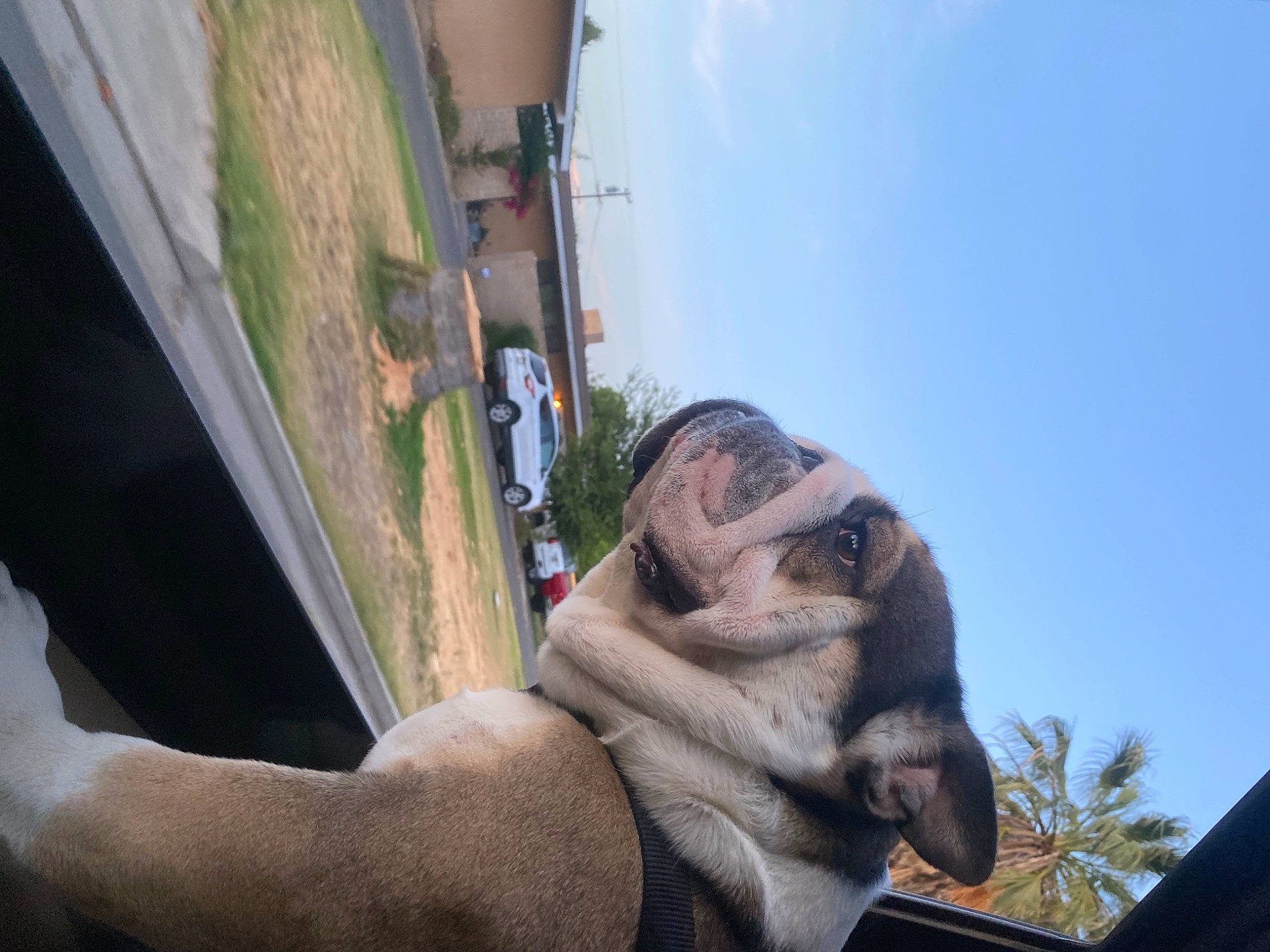 Boe is registered to the contest to win money with this photo: automotive_window_part, chest, elbow, finger, fun, gesture, landscape, leisure, primate, sky, terrestrial_animal, thumb, travel, tree, vehicle_door, wrinkle