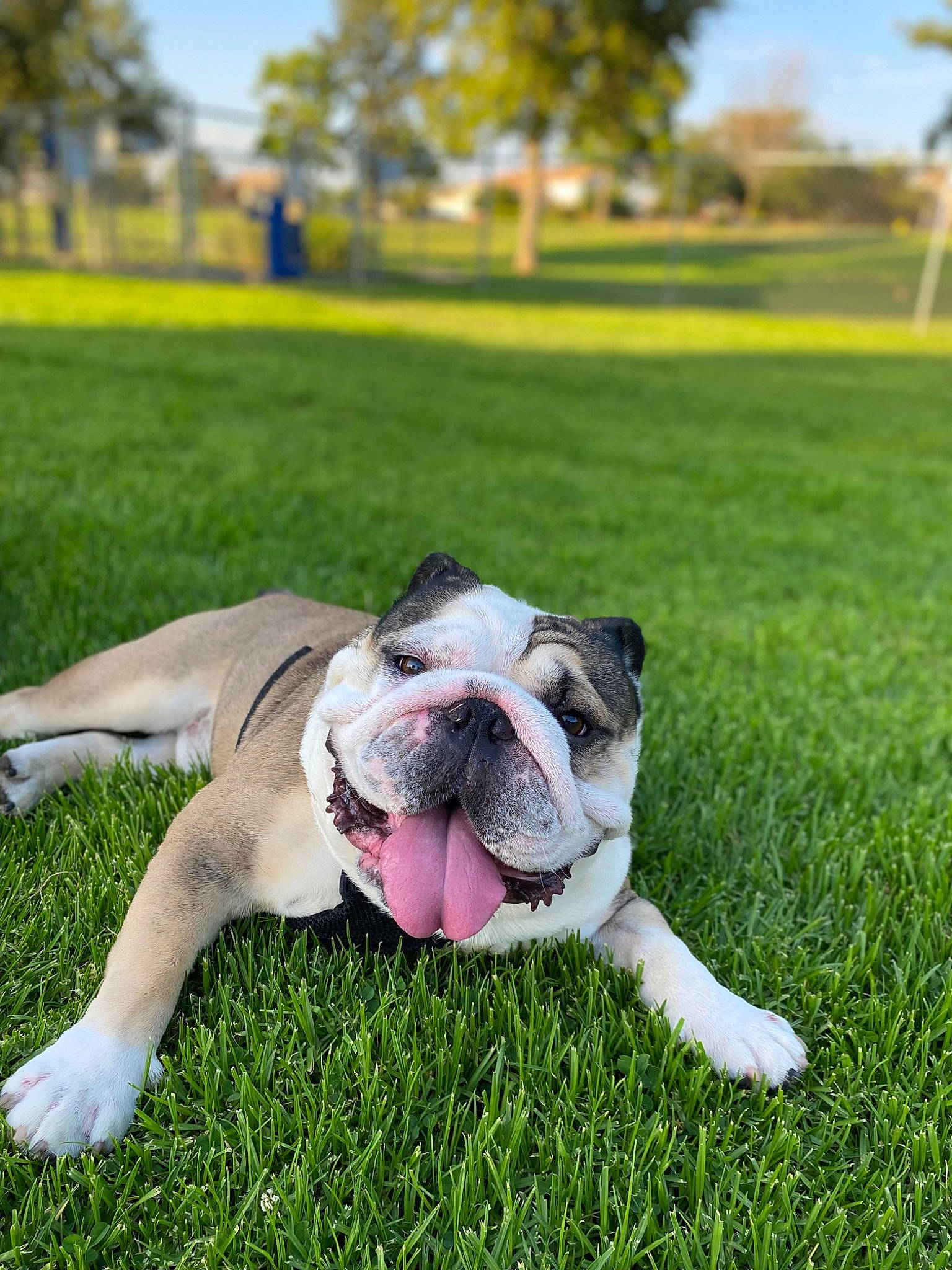 Boe joined the competition — help win amazing prizes! bulldog, canidae, carnivore, companion_dog, dog, dog_breed, fawn, grass, grassland, lawn, molosser, paw, plant, sky, snout, sporting_group, toy_dog, tree, working_animal, wrinkle