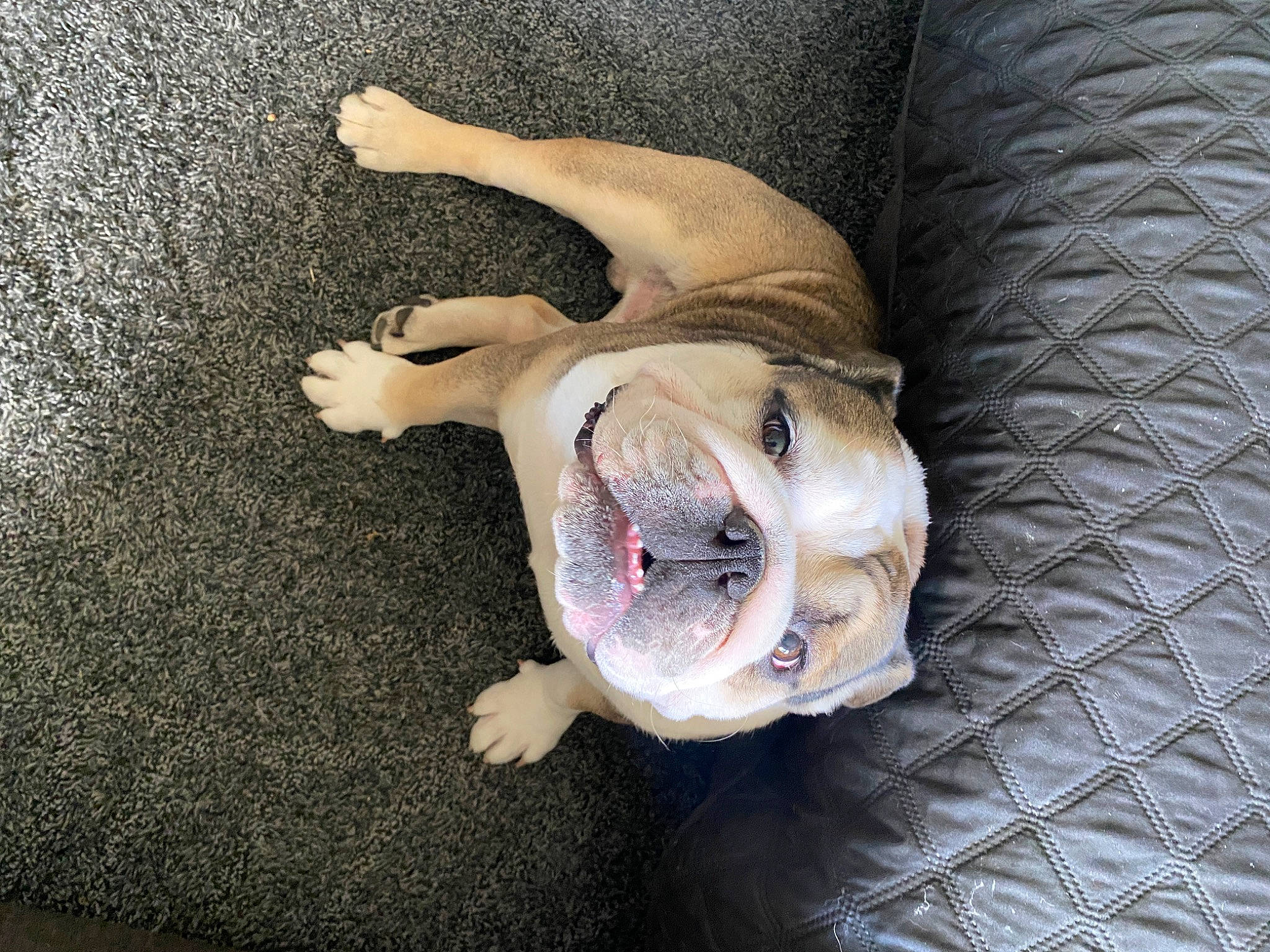 Boe joined the competition — help win amazing prizes! carnivore, comfort, companion_dog, dog, dog_breed, ear, fang, fawn, felidae, fur, jaw, paw, small_to_medium_sized_cats, snout, sporting_group, tail, toy_dog, whiskers, wrinkle, yawn
