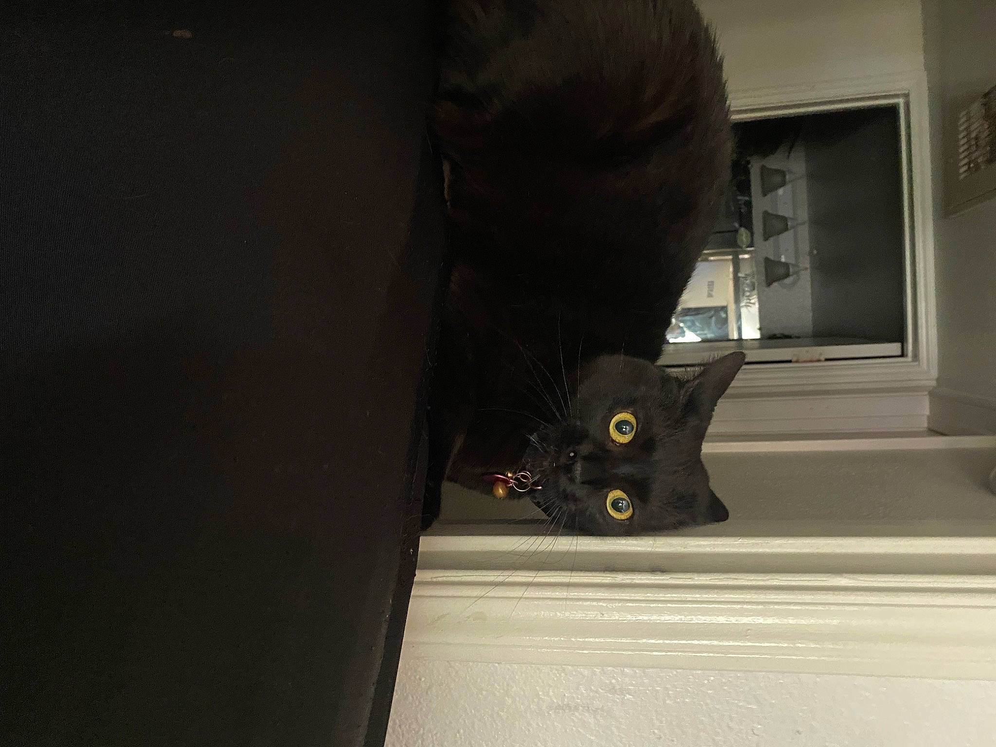 Midnight is registered to the contest to win money with this photo: black_cat, carnivore, cat, darkness, domestic_short_haired_cat, felidae, flooring, fur, gesture, grey, hardwood, personal_protective_equipment, picture_frame, shadow, small_to_medium_sized_cats, snout, tail, whiskers, window, wood