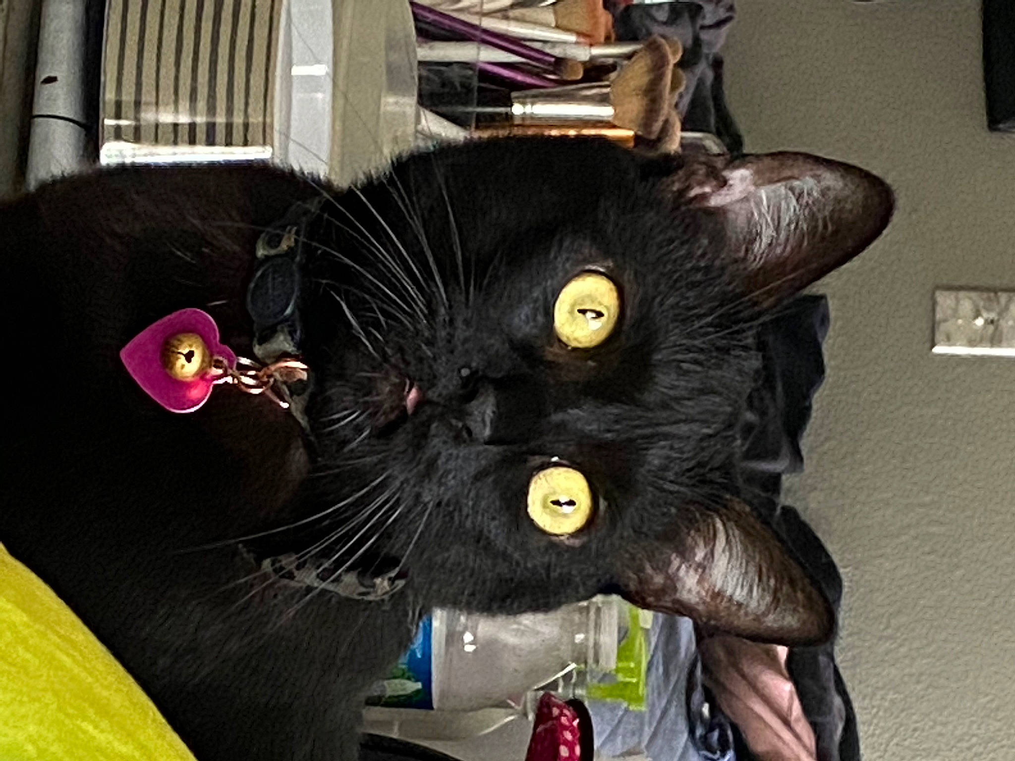 Midnight is registered to the contest to win money with this photo: black_cat, bombay, carnivore, cat, comfort, domestic_short_haired_cat, felidae, fur, plant, small_to_medium_sized_cats, snout, tail, vegetable, wall_plate, whiskers