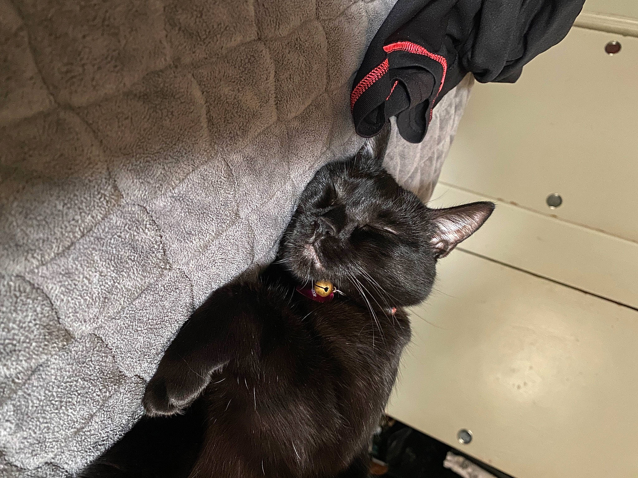 Midnight joined the competition — help win amazing prizes! black_cat, canidae, carmine, carnivore, cat, collar, comfort, companion_dog, dog_breed, domestic_short_haired_cat, ear, fawn, felidae, flooring, fur, small_to_medium_sized_cats, snout, sporting_group, tail, whiskers