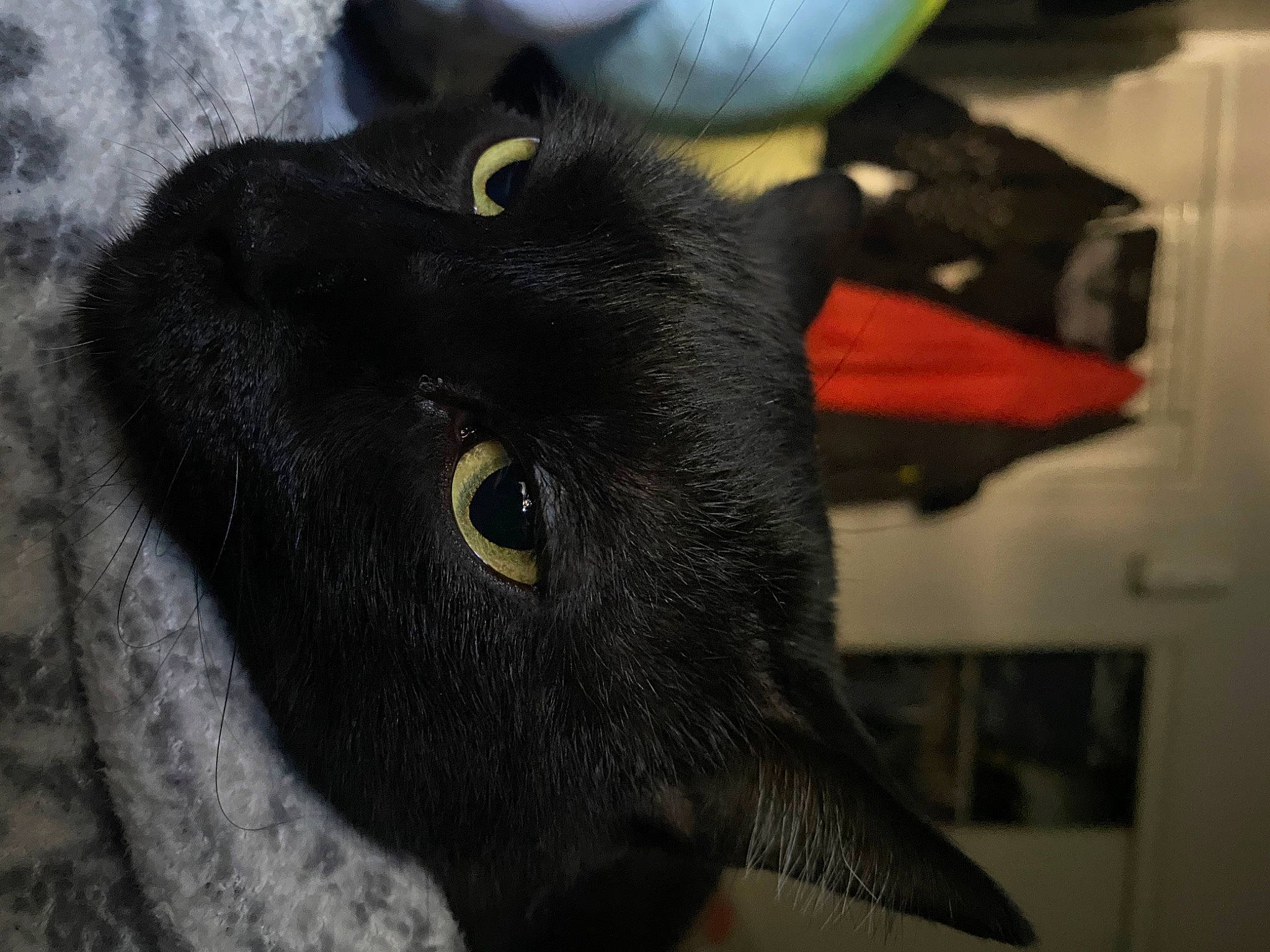 Midnight joined the competition — help win amazing prizes! carnivore, cat, ear, eye, felidae, fur, head, plant, small_to_medium_sized_cats, snout, terrestrial_animal, whiskers, wildlife, working_animal