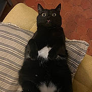 Poppie-Gaté a rejoint le concours — aidez-le/la à gagner de superbes lots ! black_cat, cat, cozy, cushion, cute, domestic_animal, feline, floor_tiles, funny_expression, home, indoor, lying_down, paws_up, pet, resting, striped_cushion, surprised_expression, terracotta_floor, whiskers, wide_eyes