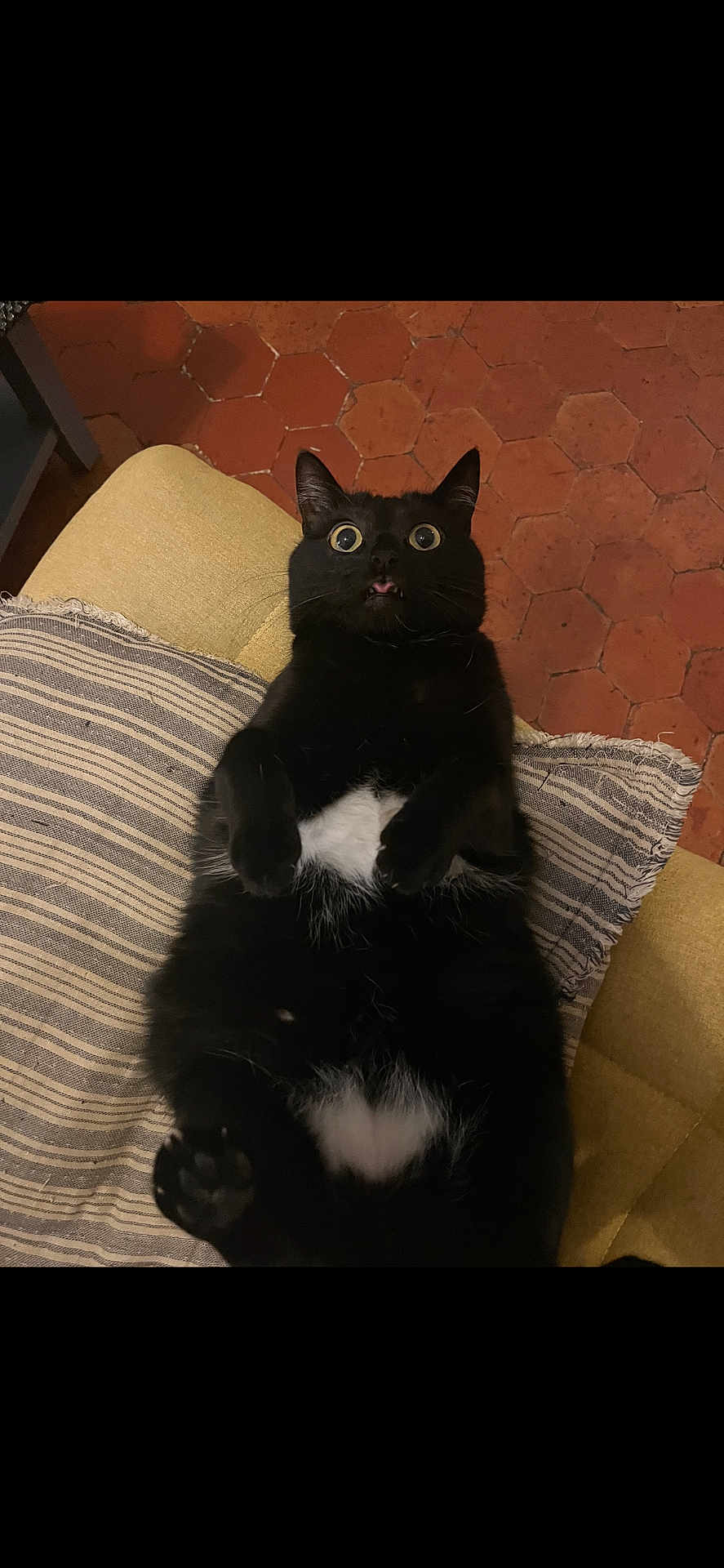 Poppie-Gaté a rejoint le concours — aidez-le/la à gagner de superbes lots ! black_cat, cat, cozy, cushion, cute, domestic_animal, feline, floor_tiles, funny_expression, home, indoor, lying_down, paws_up, pet, resting, striped_cushion, surprised_expression, terracotta_floor, whiskers, wide_eyes