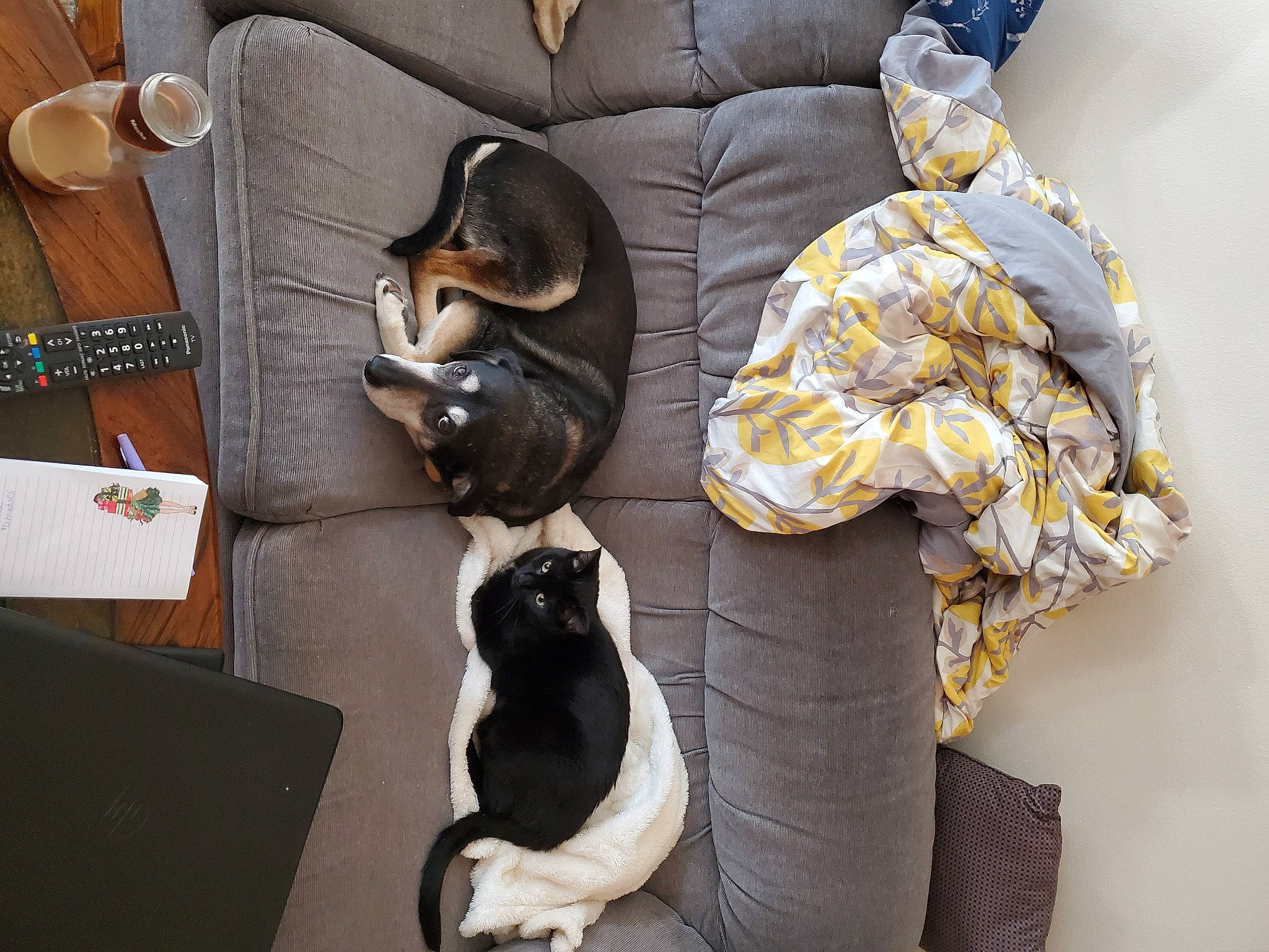 Raven is registered to the contest to win money with this photo: canidae, carnivore, cat, companion_dog, felidae, fur, small_to_medium_sized_cats, tail