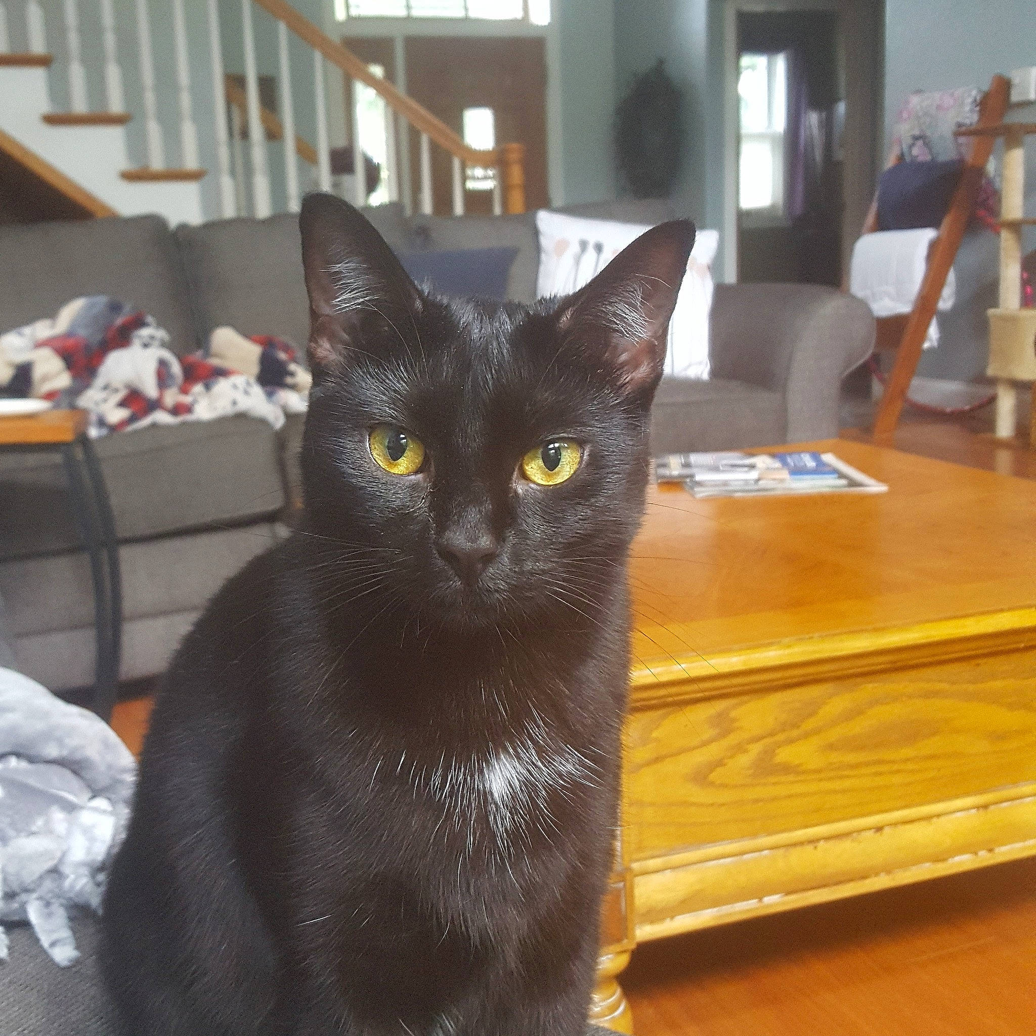 Raven is registered to the contest to win money with this photo: asian, black_cat, bombay, burmese, carnivore, cat, domestic_short_haired_cat, felidae, havana_brown, javanese, korat, mammal, oriental_shorthair, russian_blue, small_to_medium_sized_cats, snout, vertebrate, whiskers