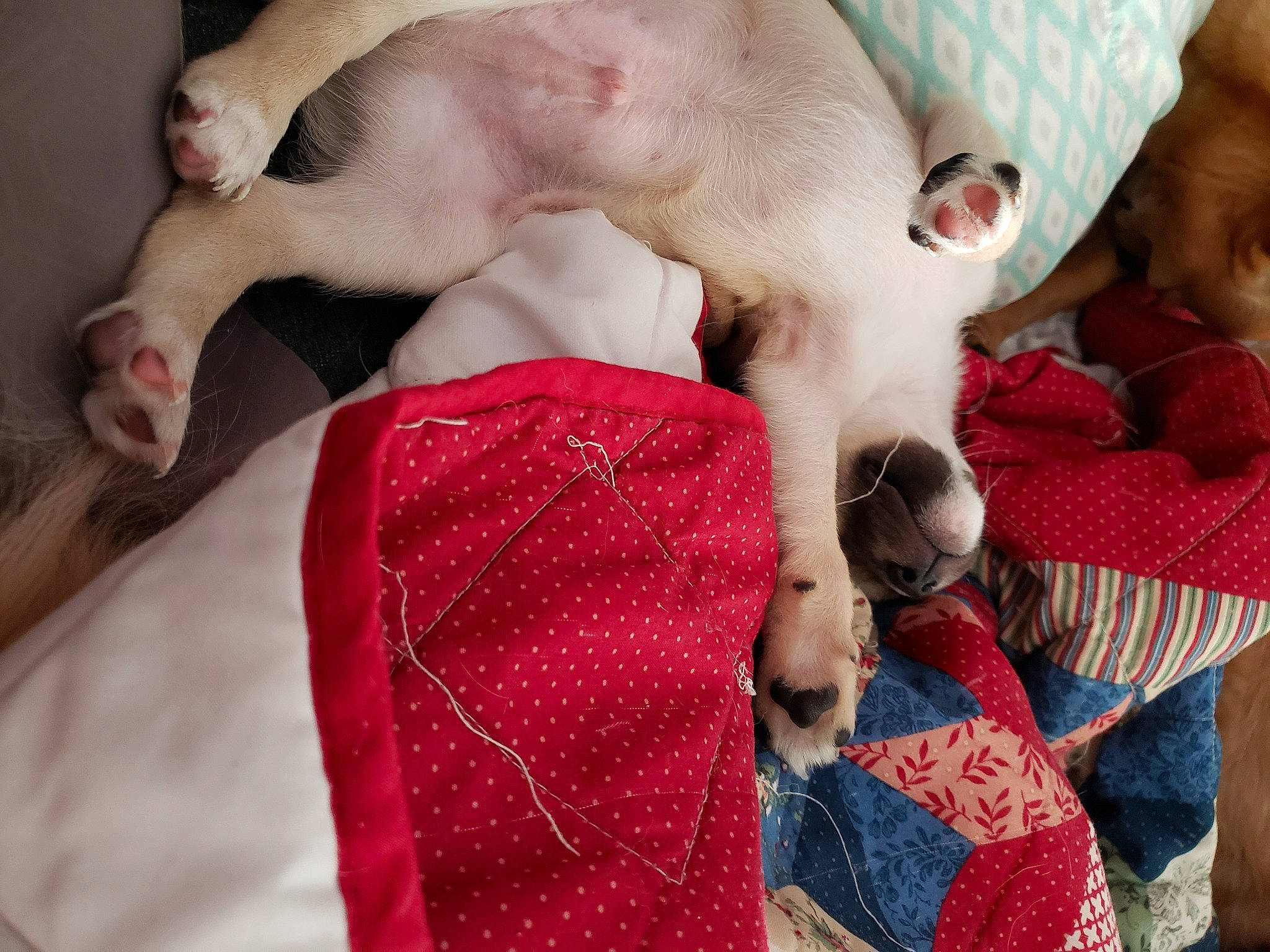 Maxis is registered to the contest to win money with this photo: carnivore, cat, comfort, fawn, felidae, fur, paw, skin, small_to_medium_sized_cats, vertebrate