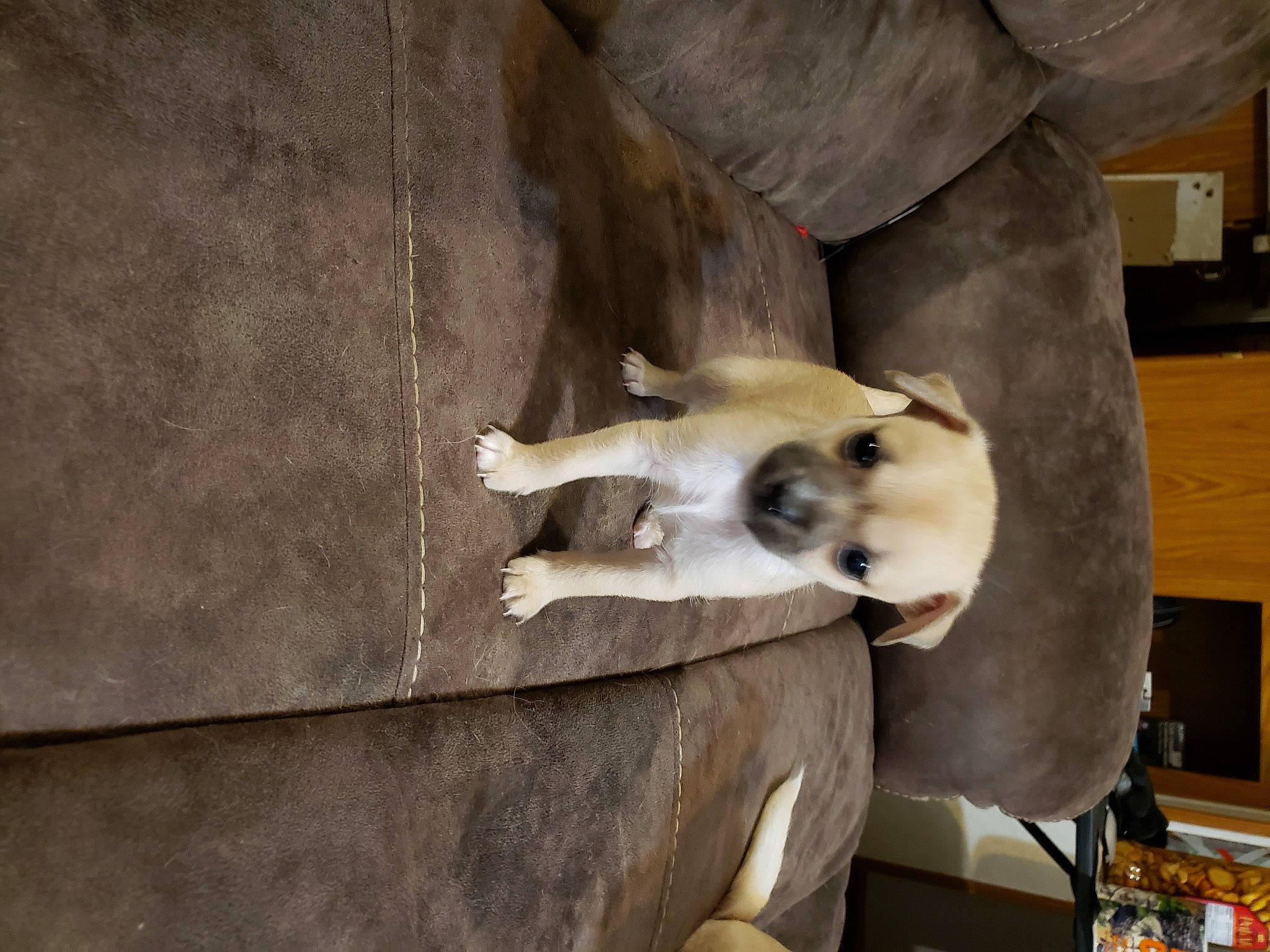 Maxis joined the competition — help win amazing prizes! beige, canidae, carnivore, companion_dog, dog, dog_breed, fawn, puppy, shelf, snout, working_animal