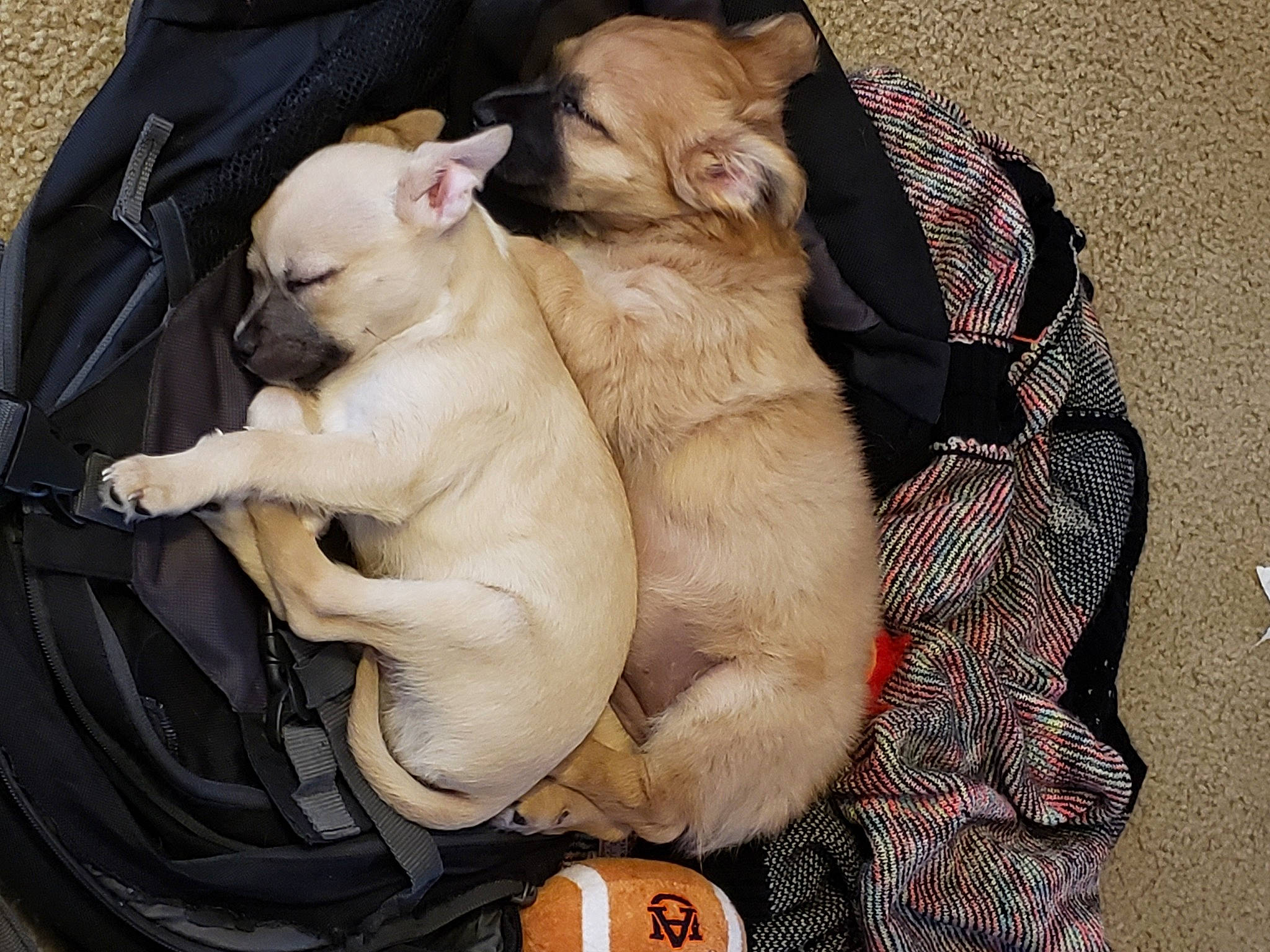 Mollie is registered to the contest to win money with this photo: beige, canidae, carnivore, comfort, companion_dog, dog, dog_breed, fawn, felidae, football, liver, non_sporting_group, paw, pet_supply, snout, toy_dog, walking_shoe, whiskers, working_animal