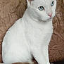 cat, white_cat, blue_eyes, pet, animal, feline, sitting, indoor, fur, whiskers, closeup, portrait, looking_away, calm, domestic_cat, texture, brown_background, cute, mammal, young_cat