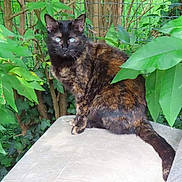 Rosy a rejoint le concours — aidez-le/la à gagner de superbes lots ! cat, tortoiseshell_cat, animal, pet, outdoor, greenery, leaves, plants, feline, nature, garden, tree, fur, sitting, wildlife, mammal, whiskers, tail, eyes, closeup