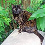 cat, tortoiseshell_cat, animal, pet, outdoor, greenery, leaves, plants, feline, nature, garden, tree, fur, sitting, wildlife, mammal, whiskers, tail, eyes, closeup