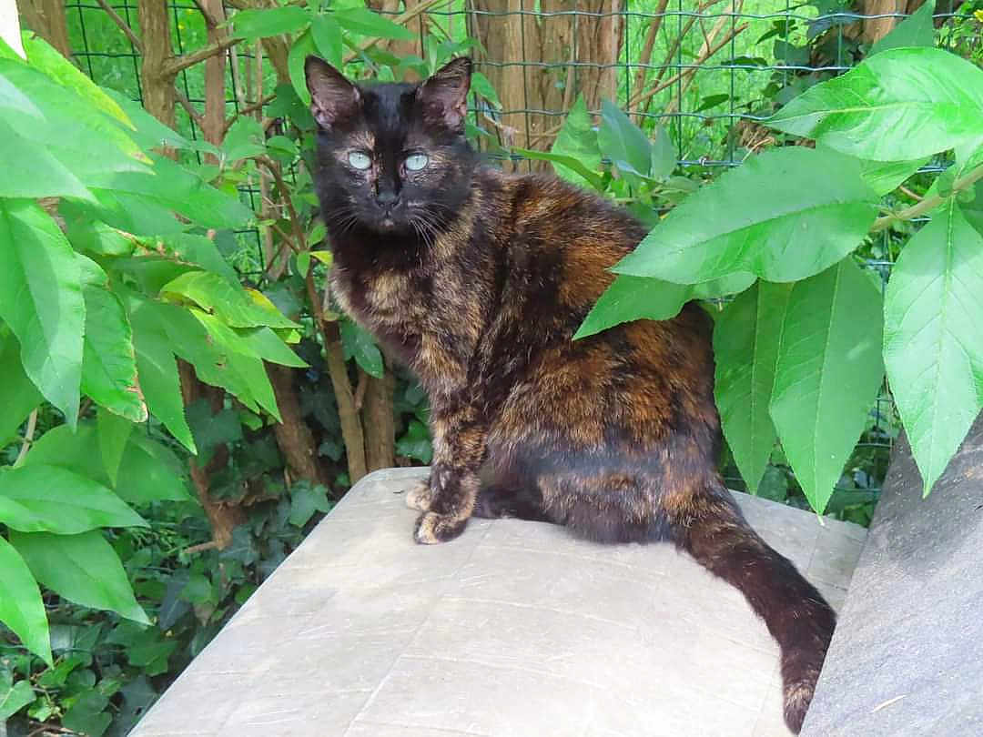 Rosy a rejoint le concours — aidez-le/la à gagner de superbes lots ! cat, tortoiseshell_cat, animal, pet, outdoor, greenery, leaves, plants, feline, nature, garden, tree, fur, sitting, wildlife, mammal, whiskers, tail, eyes, closeup