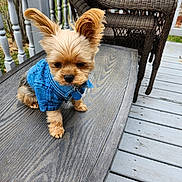 Punkin Pie joined the competition — help win amazing prizes! dog, puppy, denim_jacket, small_dog, table, wooden_table, porch, outdoor, ears_up, pet, cute, furry, canine, sitting, brown_dog, fur, collar, tag, daylight, relaxing