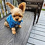dog, puppy, denim_jacket, small_dog, table, wooden_table, porch, outdoor, ears_up, pet, cute, furry, canine, sitting, brown_dog, fur, collar, tag, daylight, relaxing