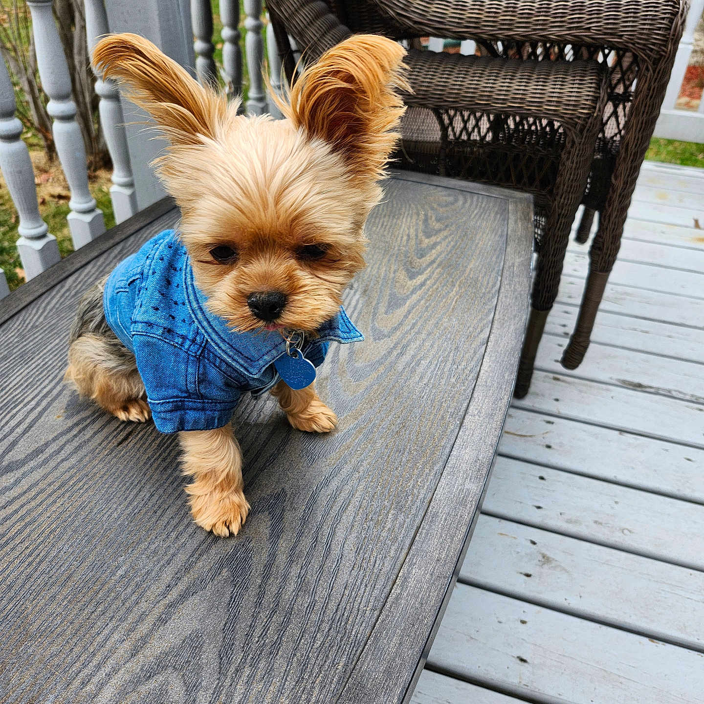 Punkin Pie joined the competition — help win amazing prizes! brown_dog, canine, collar, cute, daylight, denim_jacket, dog, ears_up, fur, furry, outdoor, pet, porch, puppy, relaxing, sitting, small_dog, table, tag, wooden_table