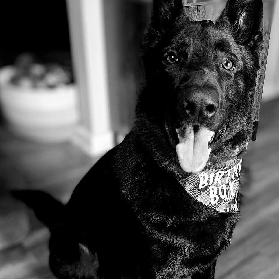 Heimdall joined the competition — help win amazing prizes! accessories, animal, blackcat, bodypart, canine, cat, dog, germanshepherd, hardwood, husky, labradorretriever, mouth, person, pet, policedog, puppy, sphere, teeth, tongue, wood