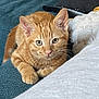 blanket, cat, close_up, comfortable, couch, curious, domestic_animal, ears, feline, fur, ginger_cat, home, indoor, kitten, lying_down, pet, relaxed, remote_control, resting, whiskers