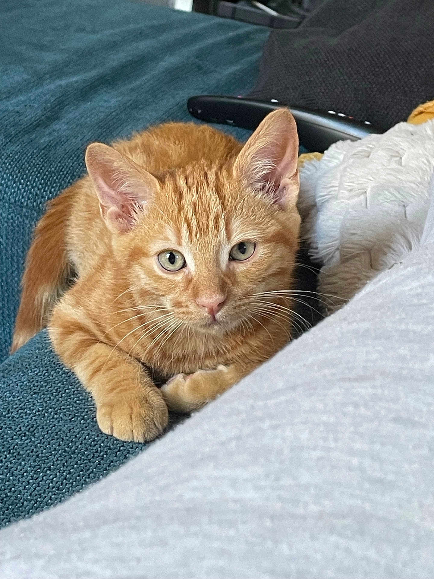 Albert participe au concours pour gagner de l'argent avec cette photo : blanket, cat, close_up, comfortable, couch, curious, domestic_animal, ears, feline, fur, ginger_cat, home, indoor, kitten, lying_down, pet, relaxed, remote_control, resting, whiskers