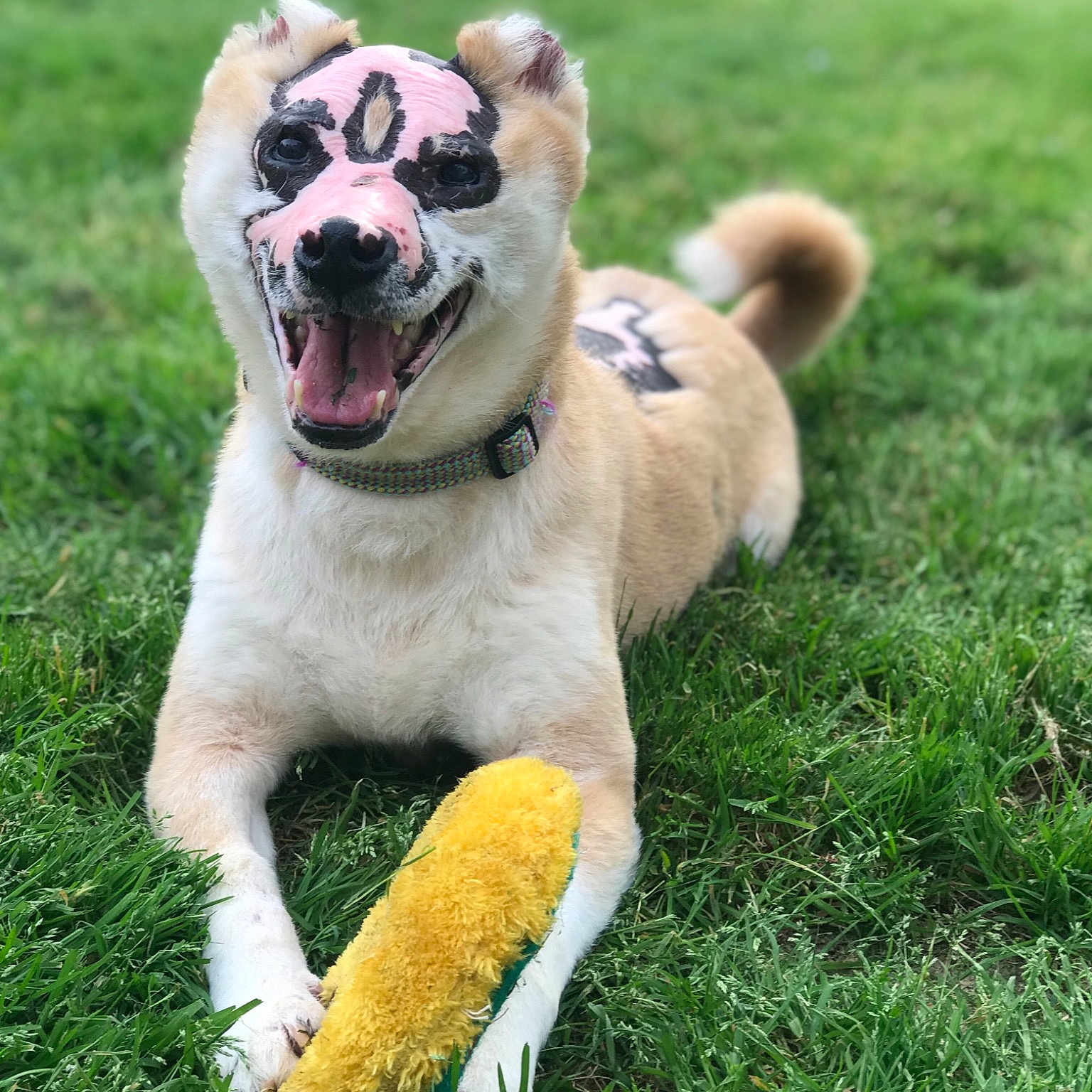 Taka is registered to the contest to win money with this photo: akita, ancient_dog_breeds, canidae, carnivore, companion_dog, dog, dog_breed, fawn, grass, lawn, mammal, non_sporting_group, nose, pug, puppy, snout, sporting_group, tail, toy_bulldog, vertebrate