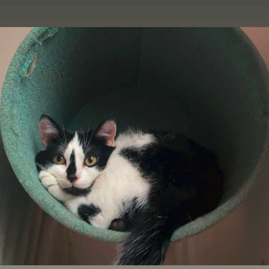 Stash participe au concours pour gagner de l'argent avec cette photo : animal, black_and_white, cat, cat_bed, close_up, comfortable, cozy, curious, cute, domestic, feline, fur, indoor, pet, portrait, relaxed, resting, tail, whiskers, yellow_eyes
