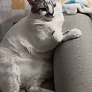 Missy is registered to the contest to win money with this photo: cat, white_cat, gray_cat, lounge, couch, armrest, indoor, blanket, pattern, relaxed, pet, feline, fur, paw, resting, cozy, home, animal, cute, domestic
