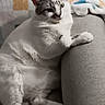 cat, white_cat, gray_cat, lounge, couch, armrest, indoor, blanket, pattern, relaxed, pet, feline, fur, paw, resting, cozy, home, animal, cute, domestic