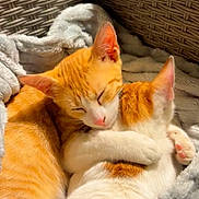 Ella participe au concours pour gagner de l'argent avec cette photo : cat, cats, orange_cat, white_cat, snuggling, hugging, cozy, blanket, basket, sleeping, pets, fur, cute, animal, domestic_cat, resting, comfort, warm, feline, companionship