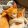 cat, cats, orange_cat, white_cat, snuggling, hugging, cozy, blanket, basket, sleeping, pets, fur, cute, animal, domestic_cat, resting, comfort, warm, feline, companionship