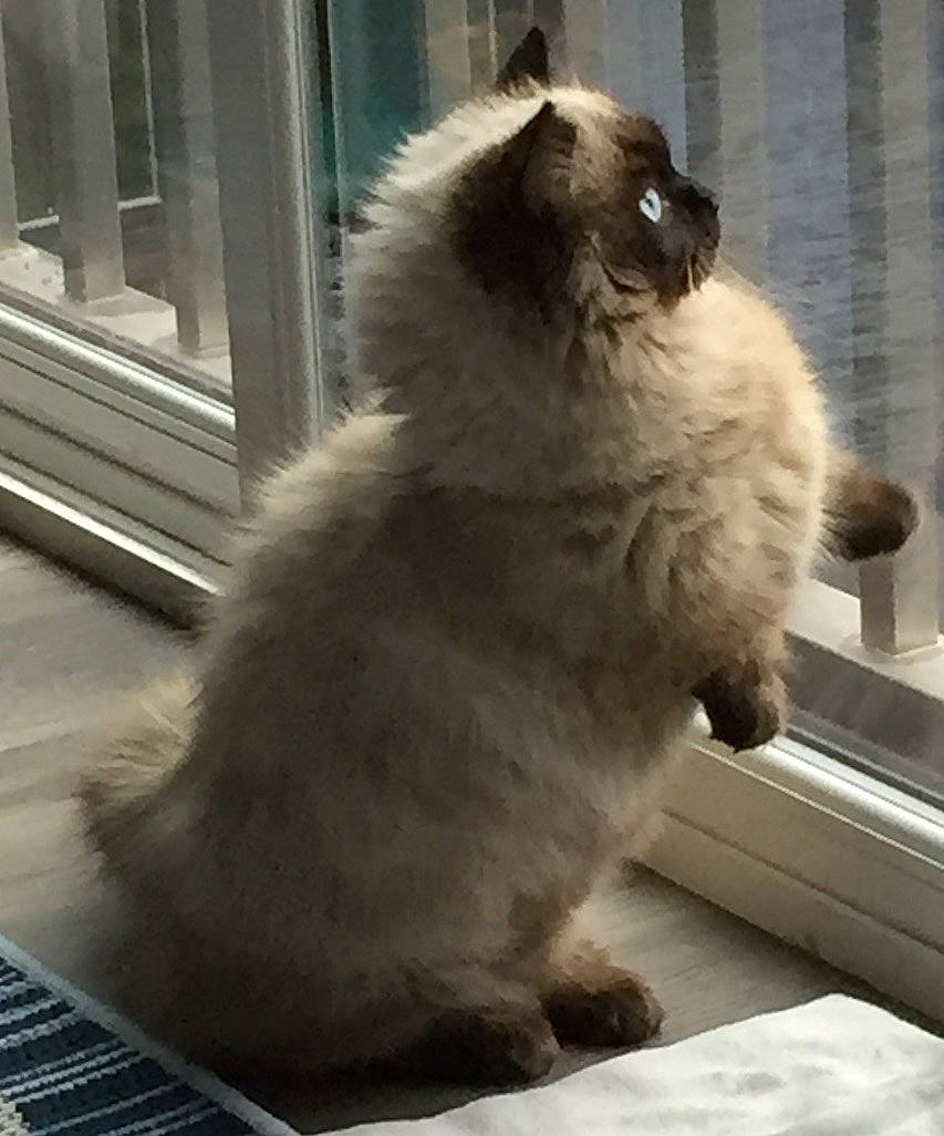 Mavi joined the competition — help win amazing prizes! balinese, birman, british_longhair, british_semi_longhair, carnivore, cat, domestic_long_haired_cat, fawn, felidae, fur, himalayan, mammal, persian, ragdoll, siamese, small_to_medium_sized_cats, vertebrate, whiskers