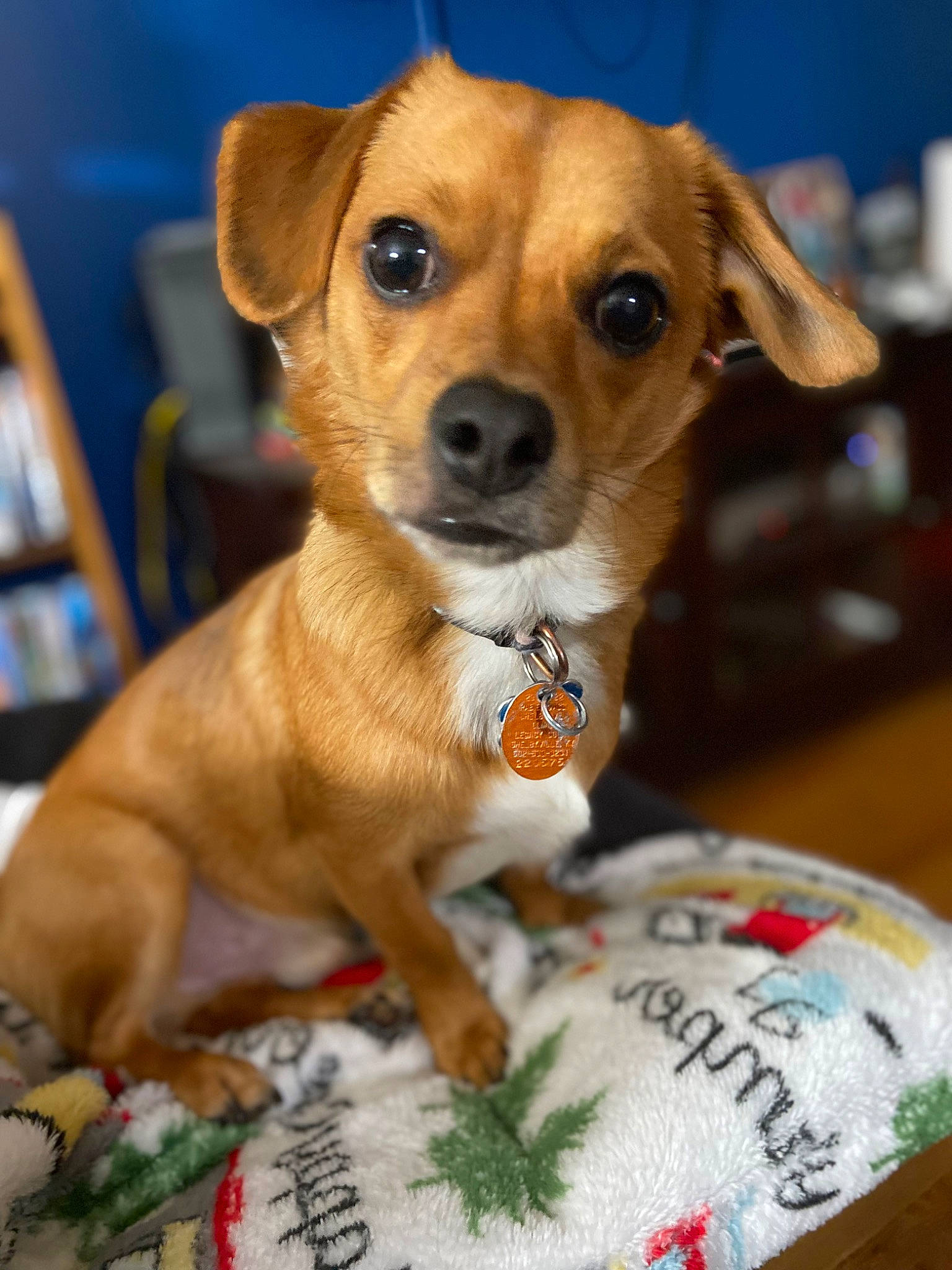 Auggie joined the competition — help win amazing prizes! canidae, carnivore, collar, companion_dog, dog, dog_breed, dog_clothes, dog_supply, fawn, fur, puppy, snout, sporting_group, whiskers