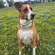 Cove joined the competition — help win amazing prizes! dog, animal, outdoor, grass, flower, canopy, park, chain_collar, brown, white, field, nature, pet, sitting, ears, snout, greenery, daylight, residential_building, sky