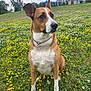 dog, animal, outdoor, grass, flower, canopy, park, chain_collar, brown, white, field, nature, pet, sitting, ears, snout, greenery, daylight, residential_building, sky