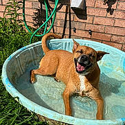 Millie is registered to the contest to win money with this photo: dog, pool, water, smiling, sunny, outdoor, grass, brick_wall, hose, pet, happy, canine, playful, summer, relaxing, backyard, small_pool, tongue_out, sunlight, wet